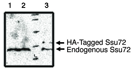 "
Western blot analysis using Ssu72 antibody on MCF-7 (1), Cos-7 (2) and Cos-7 cells transfected with HA-Tagged Ssu72 protein (3)."